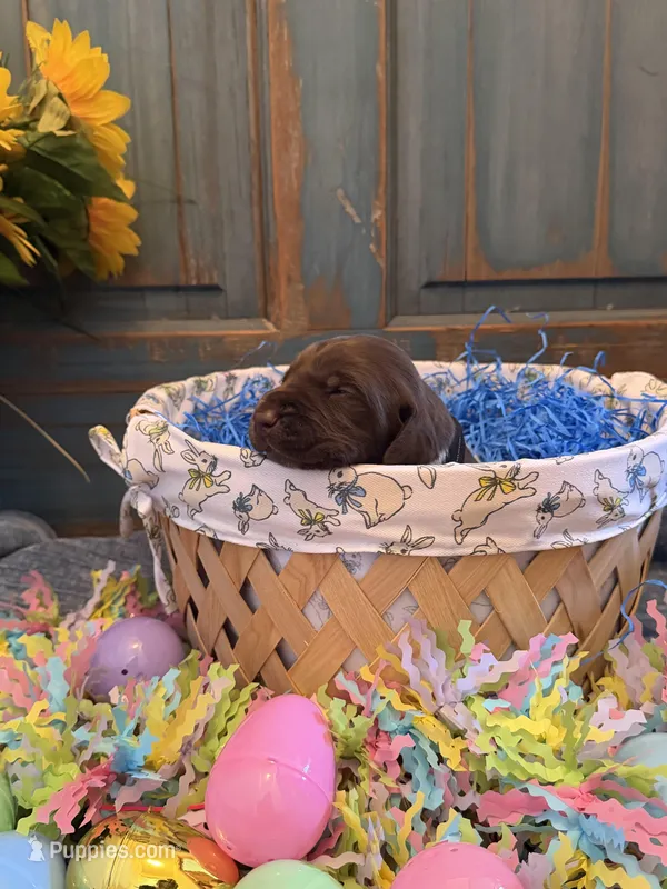 Black Boy – German Shorthaired Pointer puppy for sale in Fort Meade, FL