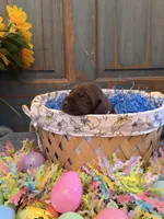 Black Boy, a male German Shorthaired Pointer for sale in Fort Meade, FL – Photo 1 of 3