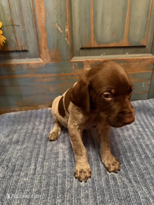 Black Boy – German Shorthaired Pointer puppy on hold in Fort Meade, FL