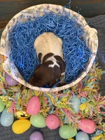 Black Boy, a male German Shorthaired Pointer for sale in Fort Meade, FL – Photo 3 of 3