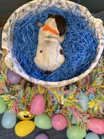 Orange Boy, a male German Shorthaired Pointer for sale in Fort Meade, FL – Photo 3 of 3