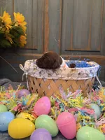 Orange Boy, a male German Shorthaired Pointer for sale in Fort Meade, FL – Photo 2 of 3