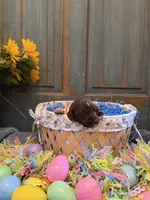 Orange Boy, a male German Shorthaired Pointer for sale in Fort Meade, FL – Photo 1 of 3