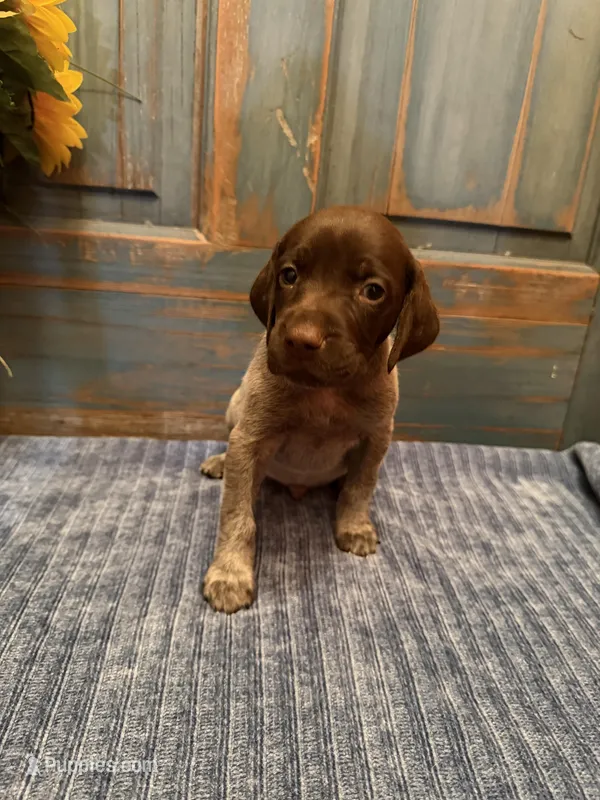 Orange Boy – German Shorthaired Pointer puppy for sale in Fort Meade, FL
