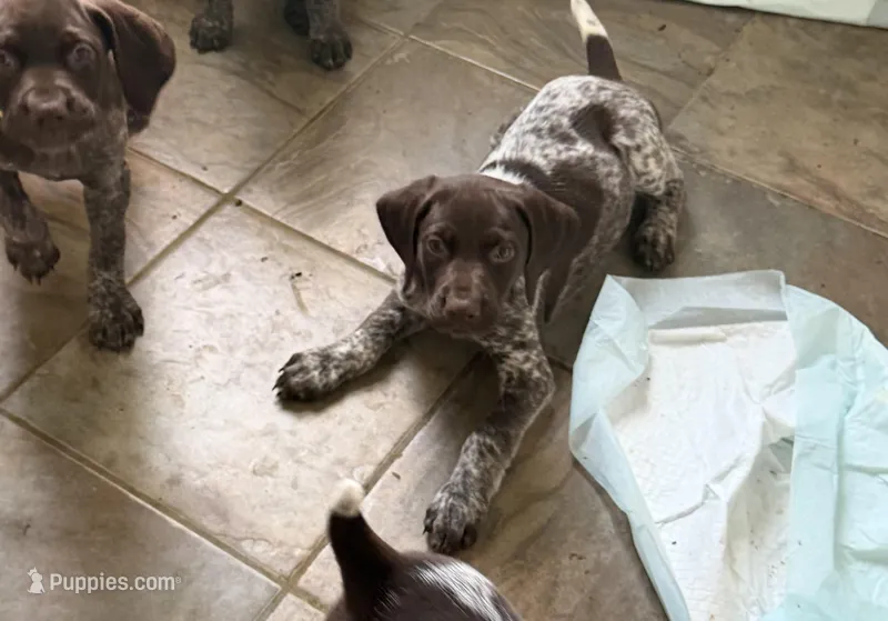 Blue Boy – German Shorthaired Pointer puppy for sale in Fort Meade, FL