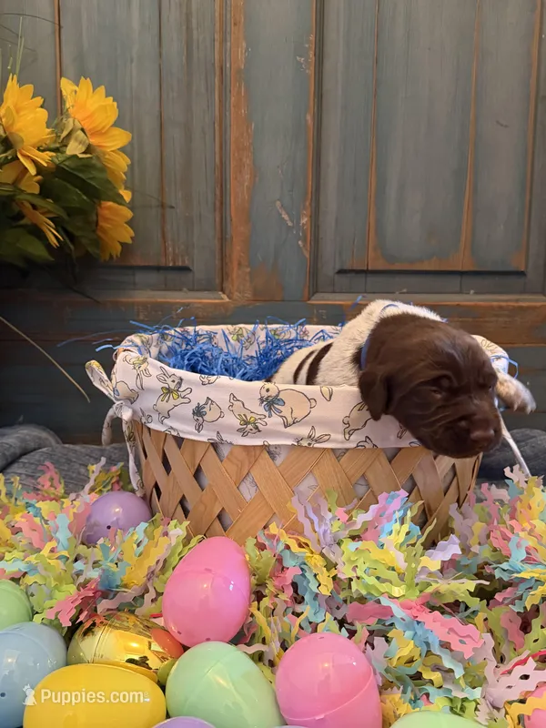 Blue Boy – German Shorthaired Pointer puppy for sale in Fort Meade, FL