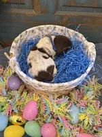 Blue Boy, a male German Shorthaired Pointer for sale in Fort Meade, FL – Photo 3 of 3