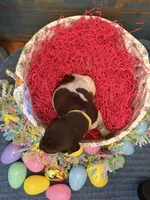 Yellow Girl, a female German Shorthaired Pointer for sale in Fort Meade, FL – Photo 3 of 3