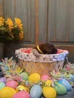 Yellow Girl, a female German Shorthaired Pointer for sale in Fort Meade, FL – Photo 2 of 3