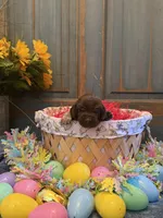 Yellow Girl, a female German Shorthaired Pointer for sale in Fort Meade, FL – Photo 1 of 3