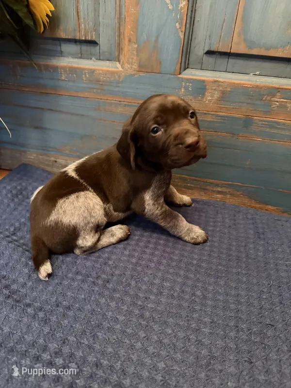 Yellow Girl – German Shorthaired Pointer puppy for sale in Fort Meade, FL
