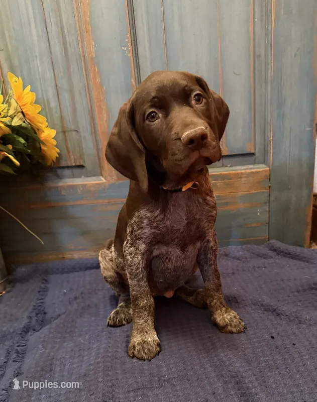 Yellow Girl – German Shorthaired Pointer puppy for sale in Fort Meade, FL