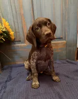 Yellow Girl, a female German Shorthaired Pointer for sale in Fort Meade, FL – 1 of 1