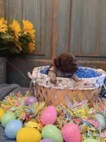 Red Boy, a male German Shorthaired Pointer for sale in Fort Meade, FL – Photo 2 of 4