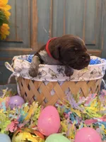 Red Boy, a male German Shorthaired Pointer for sale in Fort Meade, FL – Photo 1 of 4