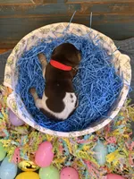 Red Boy, a male German Shorthaired Pointer for sale in Fort Meade, FL – Photo 4 of 4