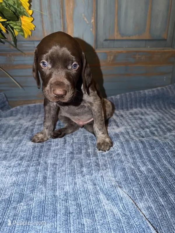 Red Boy – German Shorthaired Pointer puppy on hold in Fort Meade, FL