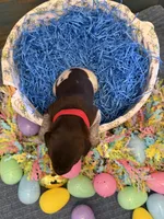 Red Boy, a male German Shorthaired Pointer for sale in Fort Meade, FL – Photo 3 of 4