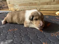 Kili, a male Collie for sale in Hagerstown, MD – 5 of 5