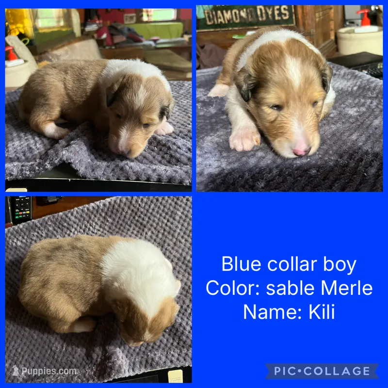 Kili – Collie puppy for sale in Hagerstown, MD