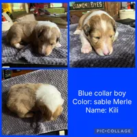 Kili, a male Collie for sale in Hagerstown, MD – 1 of 5