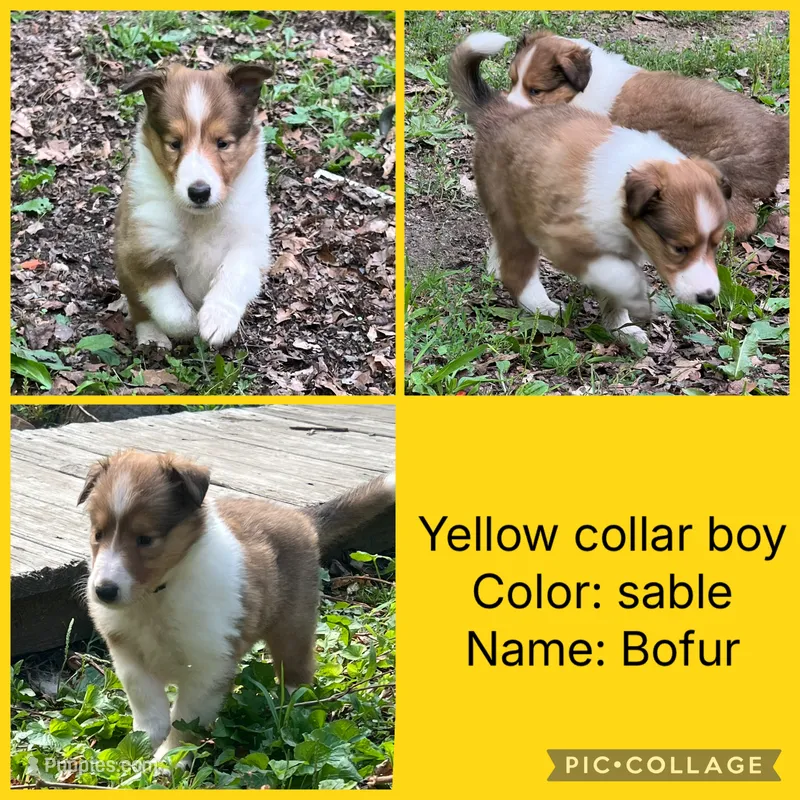 Bofur – Collie puppy for sale in Hagerstown, MD