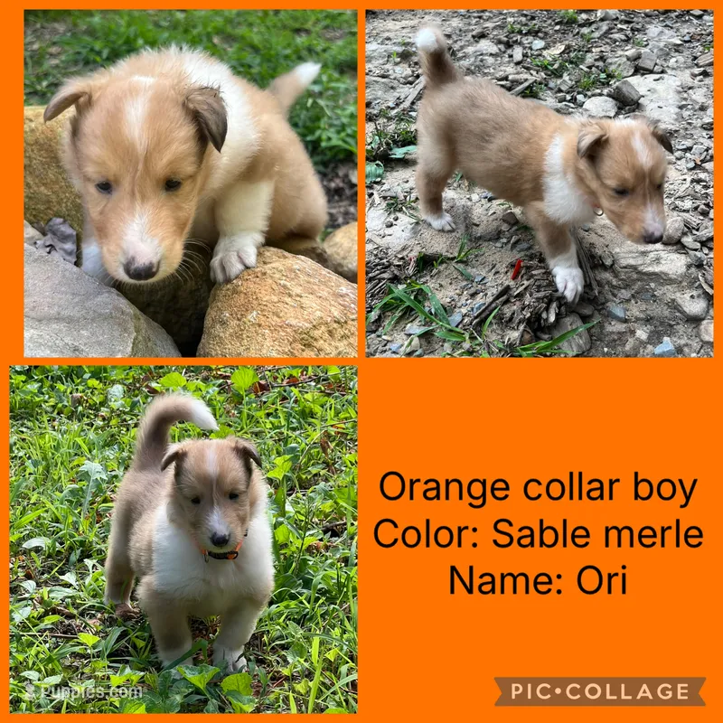 Ori – Collie puppy for sale in Hagerstown, MD