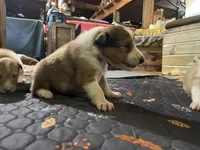 Bofur, a male Collie for sale in Hagerstown, MD – 4 of 5