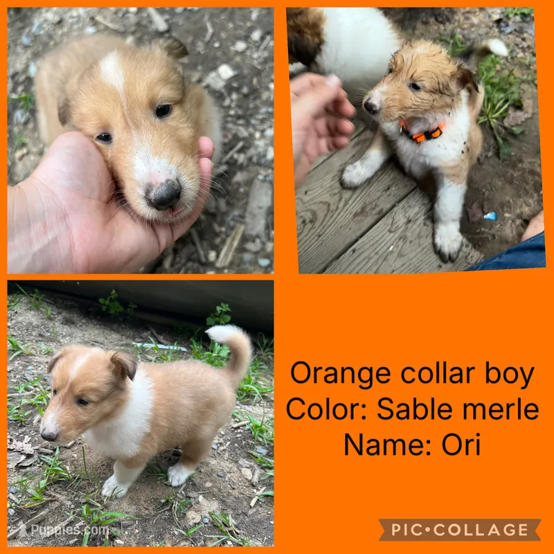 Ori – Collie puppy for sale in Hagerstown, MD