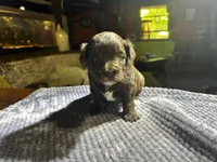 Cadbury, a female Yorkshire Terrier and Poodle - Miniature  for sale in Hagerstown, MD – 6 of 7