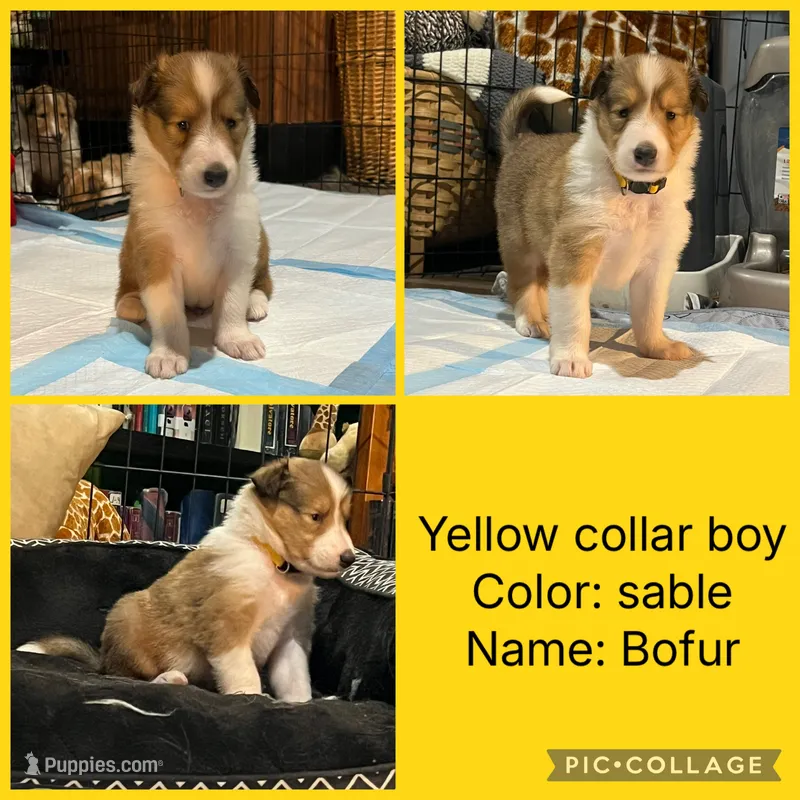 Bofur – Collie puppy for sale in Hagerstown, MD