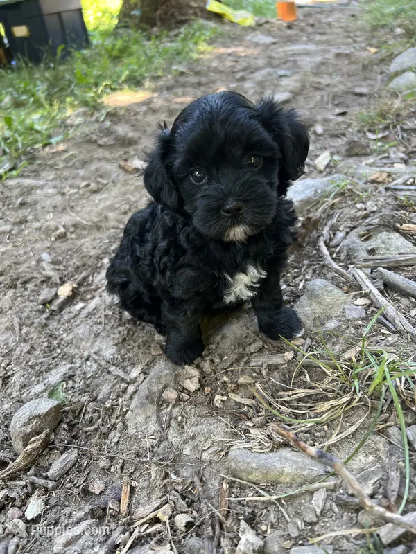 Unique – Yorkipoo puppy for sale in Hagerstown, MD