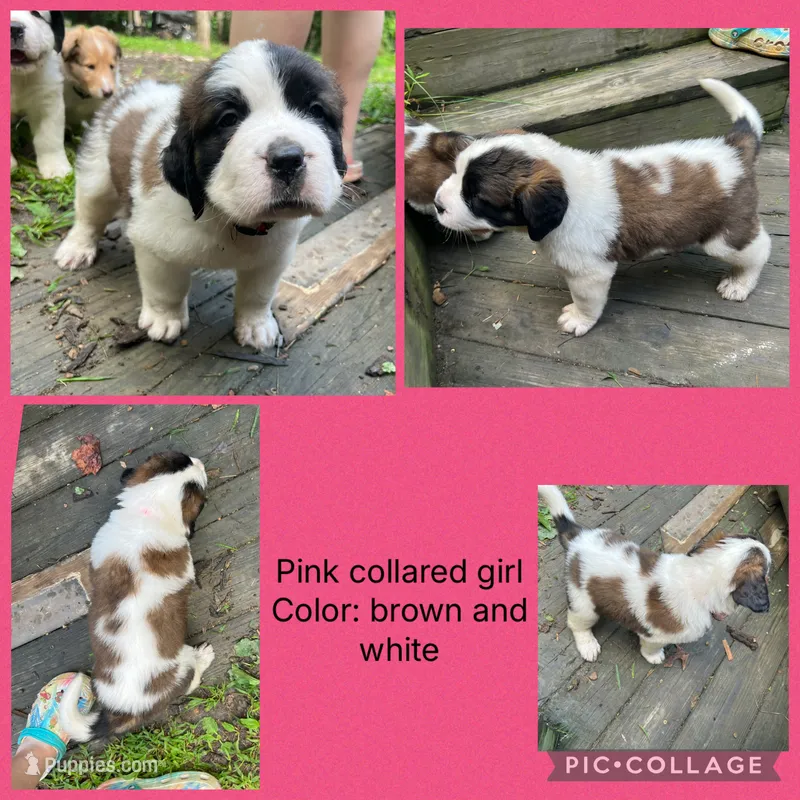 pink collar – Saint Bernard puppy for sale in Hagerstown, MD