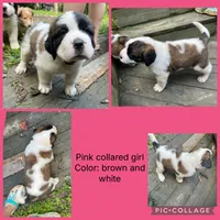 pink collar, a female Saint Bernard for sale in Hagerstown, MD – 1 of 1