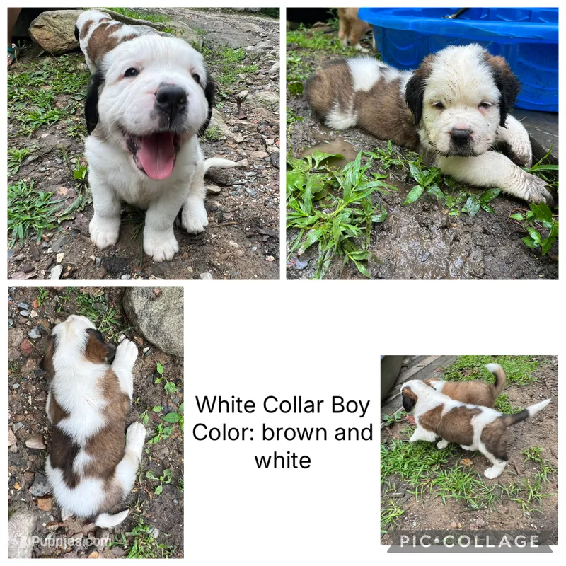 white collar  – Saint Bernard puppy for sale in Hagerstown, MD
