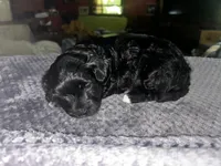 Unique, a female Yorkshire Terrier and Poodle - Miniature  for sale in Hagerstown, MD – 5 of 8