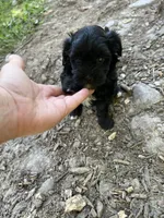 Unique, a female Yorkipoo for sale in Hagerstown, MD – 2 of 3