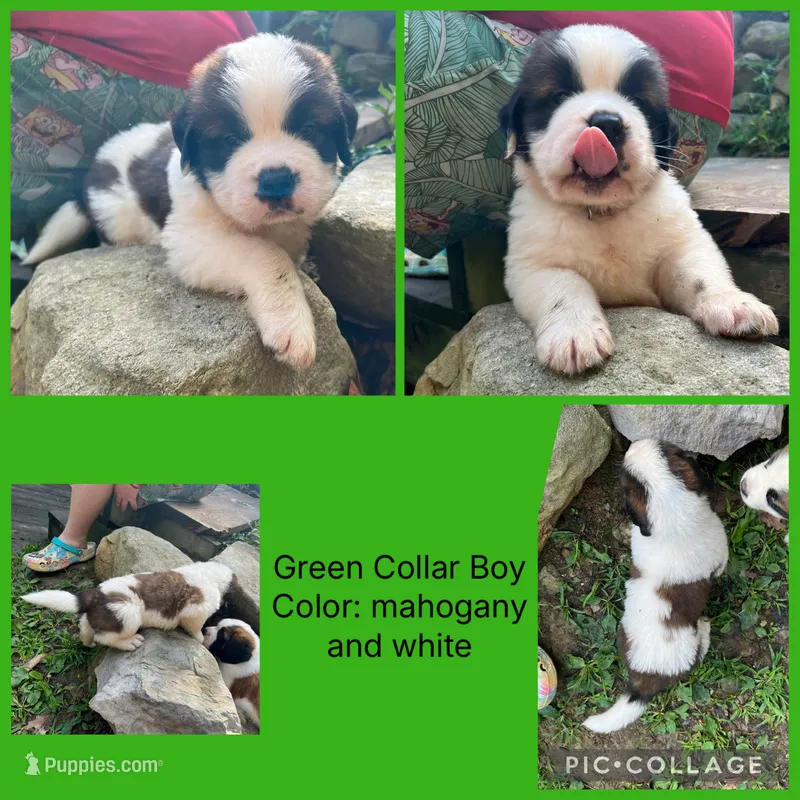 green collar – Saint Bernard puppy for sale in Hagerstown, MD