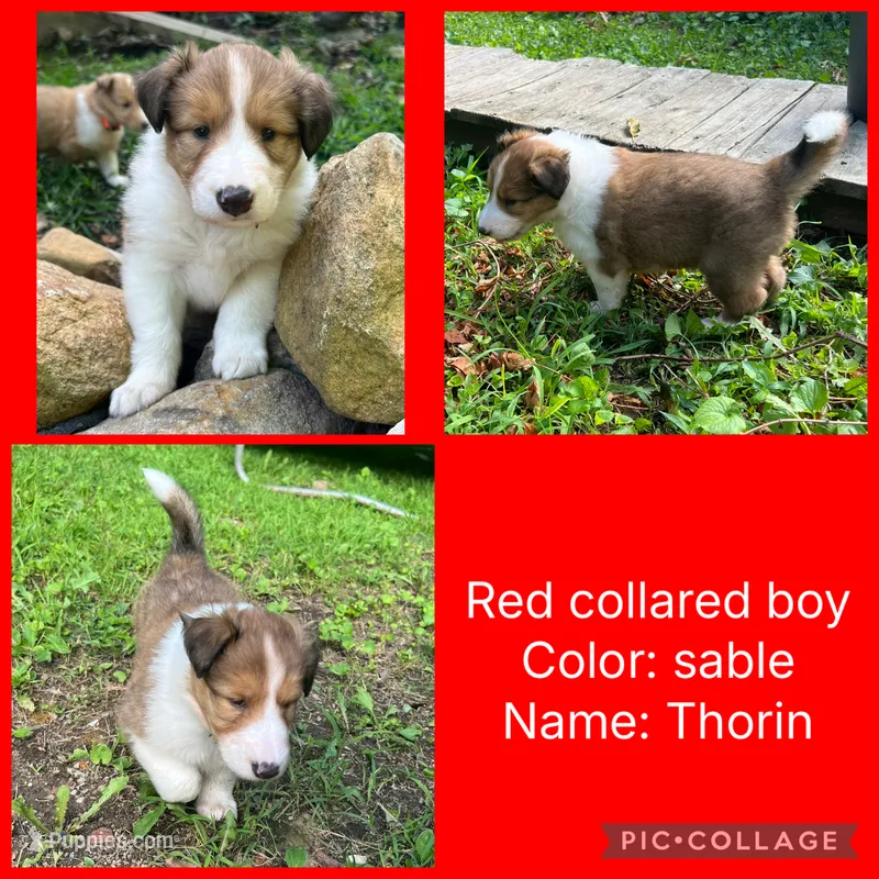 Thorin – Collie puppy for sale in Hagerstown, MD
