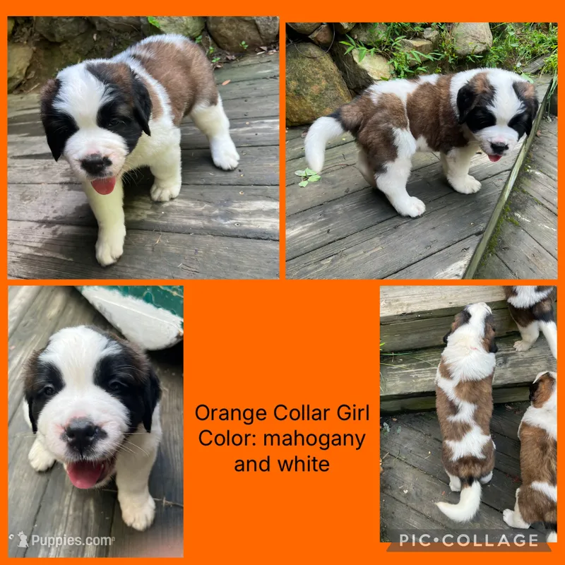 orange collar – Saint Bernard puppy for sale in Hagerstown, MD