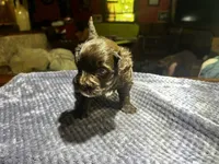 Cadbury, a female Yorkshire Terrier and Poodle - Miniature  for sale in Hagerstown, MD – 7 of 7