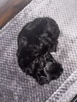 Unique, a female Yorkshire Terrier and Poodle - Miniature  for sale in Hagerstown, MD – 7 of 8