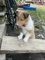 ori, a male Collie for sale in Hagerstown, MD – 6 of 6