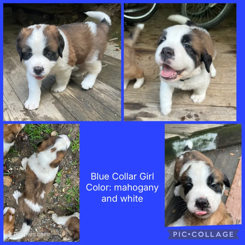 blue collar – Saint Bernard puppy for sale in Hagerstown, MD