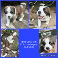 blue collar, a female Saint Bernard for sale in Hagerstown, MD – 1 of 1