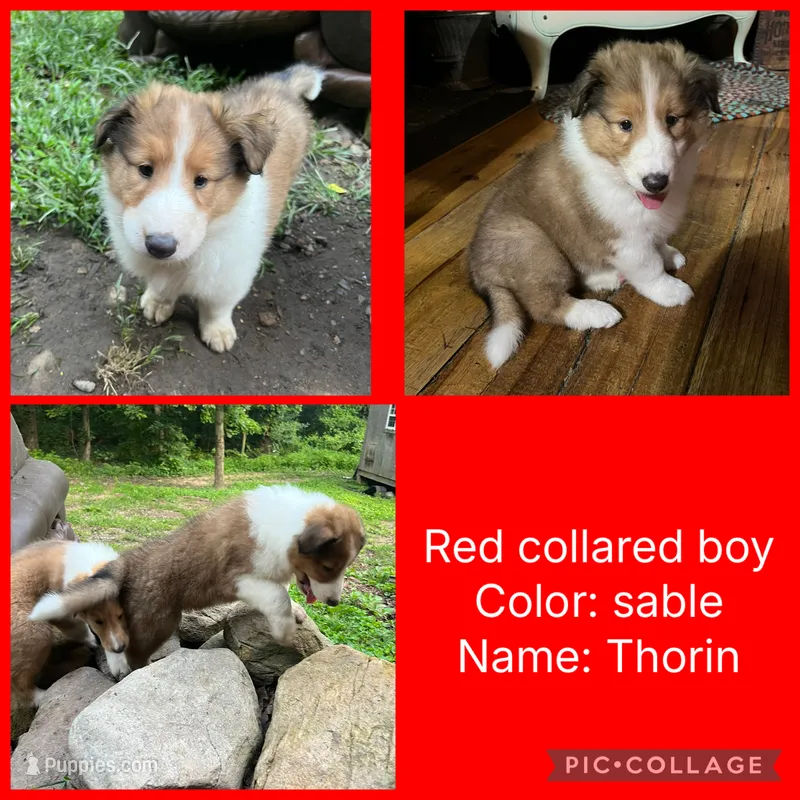 Thorin – Collie puppy for sale in Hagerstown, MD