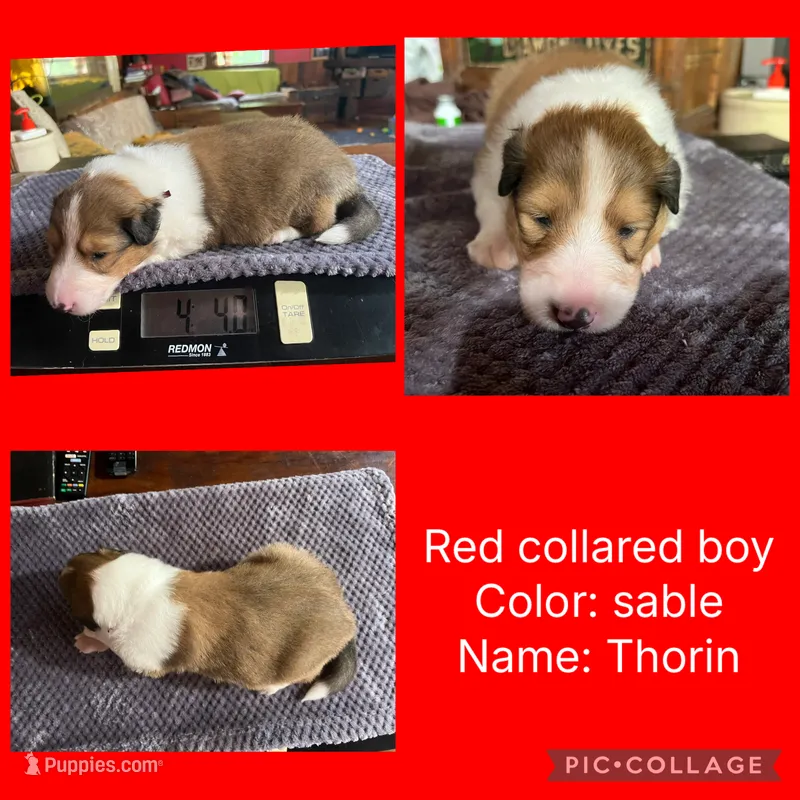 Thorin – Collie puppy for sale in Hagerstown, MD