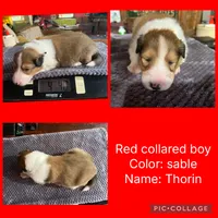 Thorin, a male Collie for sale in Hagerstown, MD – 1 of 3
