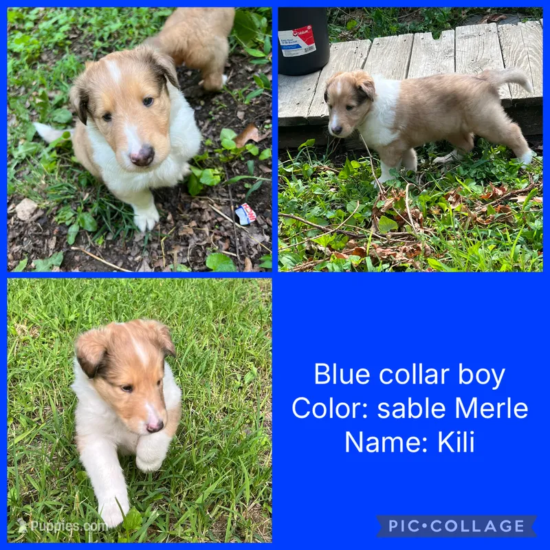 Kili – Collie puppy for sale in Hagerstown, MD