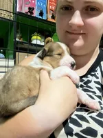 Bofur, a male Collie for sale in Hagerstown, MD – 2 of 5
